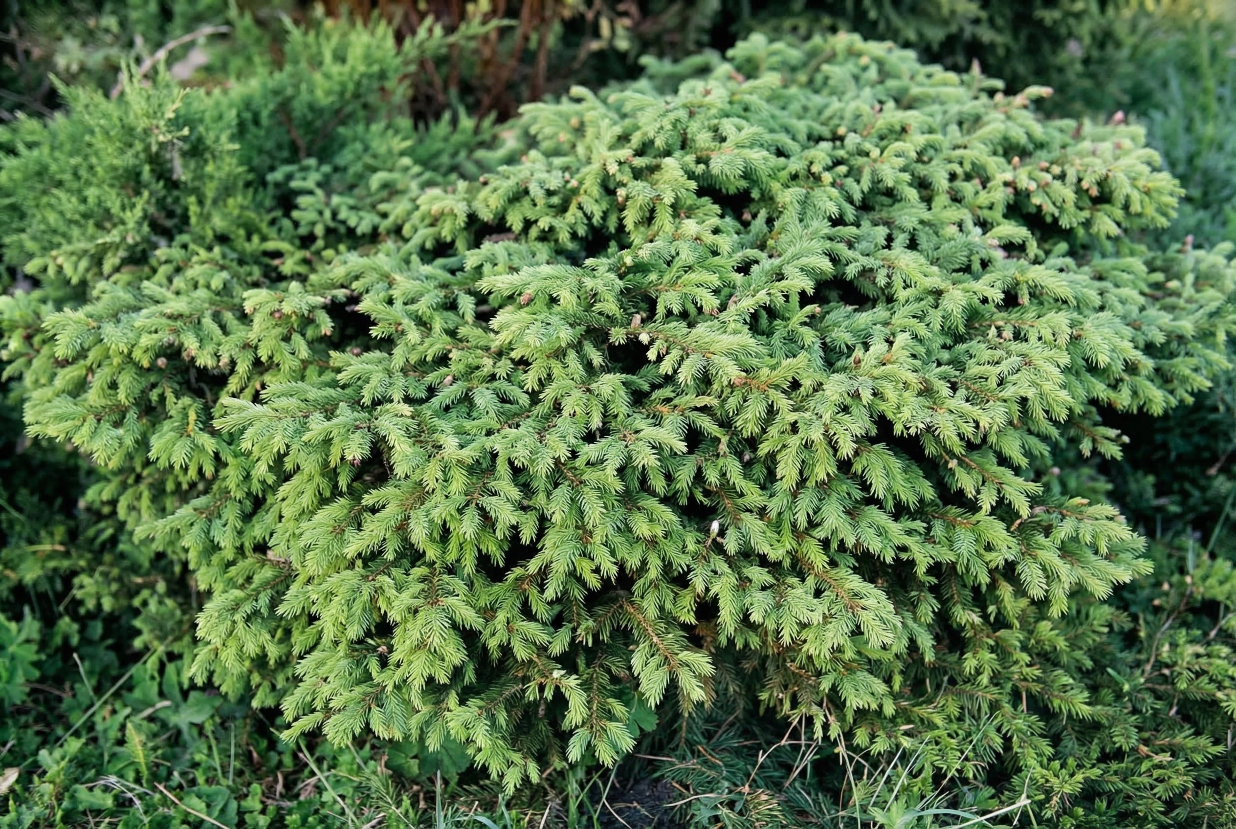 Ель обыкновенная Нидиформис